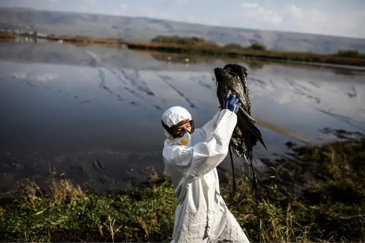 Заради установени мъртви птици с инфлуенца, комисия започва обходи в землището на град Славяново