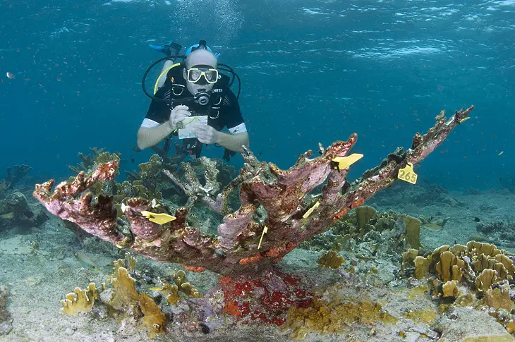 Учени: „Песента” на кораловите рифове може да стане тяхното спасение