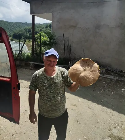  Манатарка-гигант откри стар гъбар в Родопите 