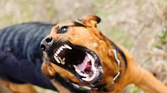 Куче нахапа жестоко дете във Въгларово