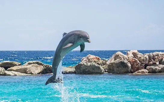 Броят на делфините в Черно море продължава да намалява