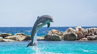 Броят на делфините в Черно море продължава да намалява