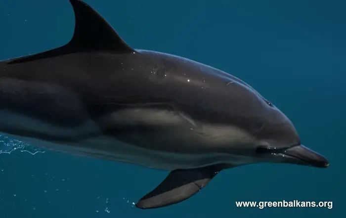 Кампания в подкрепа на делфините