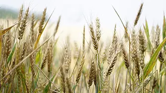 Ройтерс: България очаква добра реколта от пшеница през 2022 г.