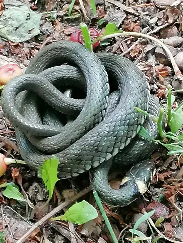 Бум на змии във Варна това лято