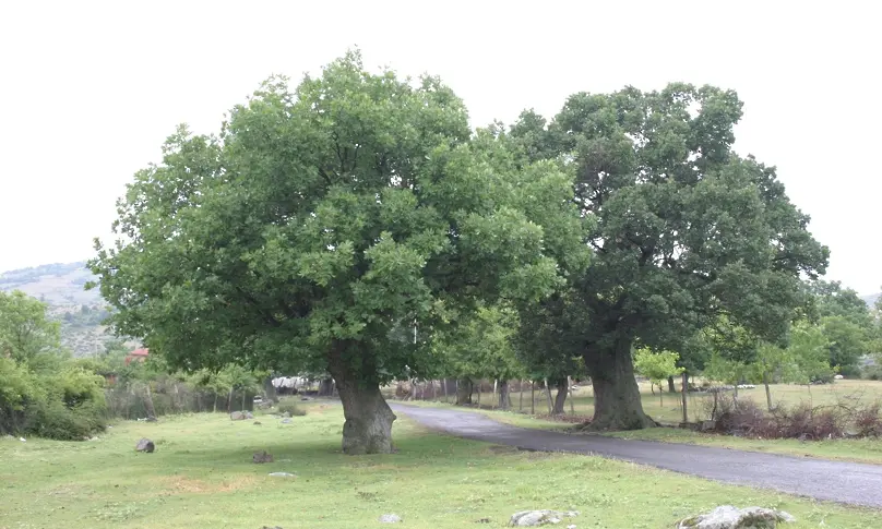 Обявиха за защитени 7 вековни дървета в с. Чобанка