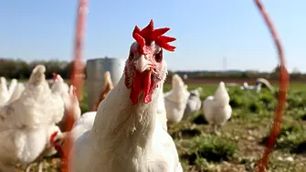 Откъде идват пилетата и как сме започнали да ги отглеждаме и ядем?