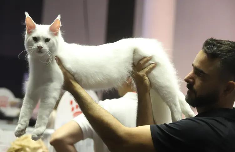 Международни съдии оценяват над 150 котки от различни породи на изложба в София