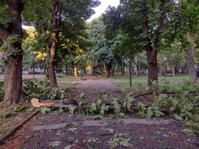 Буря, придружена  с градушка,  изпочупи дървета във Видин