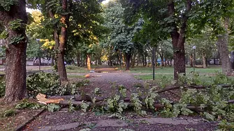 Буря, придружена  с градушка,  изпочупи дървета във Видин
