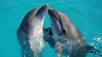 Най-малко 3 хил. делфина са загинали в Черно море заради войната в Украйна