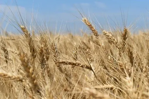 За година Украйна е изнесла земеделска продукция на стойност 22,2 млрд. долара