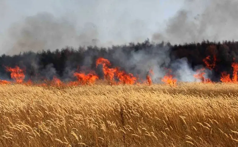 Изгоряха 130 дка пшеница в землището на Бойчиновци 