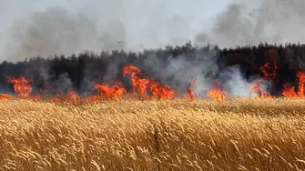 Изгоряха 130 дка пшеница в землището на Бойчиновци 