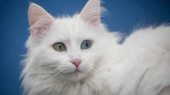 Изследователски център подарява стотици котки Ван за осиновяване