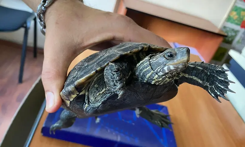 Застрашен вид костенурка откриха в центъра на Хасково