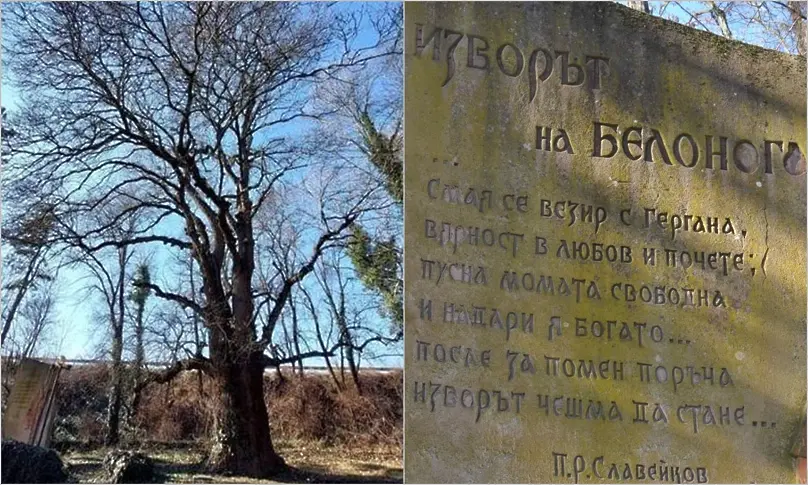 Полски ясен край Извора на Белоногата вече е защитено дърво