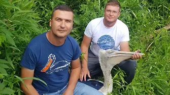 За първи път поставиха сателитен предавател на български къдроглав пеликан