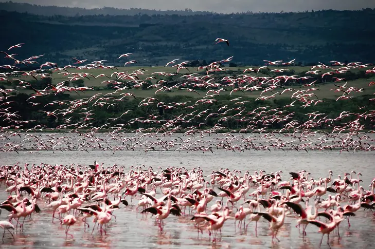 Рязко нараснаха колониите от розово фламинго край Бургас