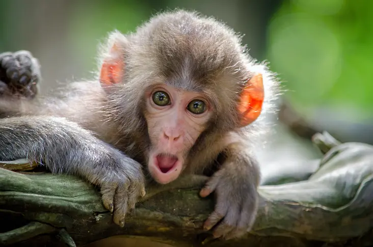 Дива маймуна тероризира деца в Япония