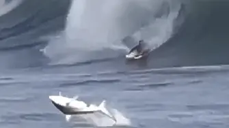Акула се превъртя във въздуха пред сърфист в Хавай (видео)