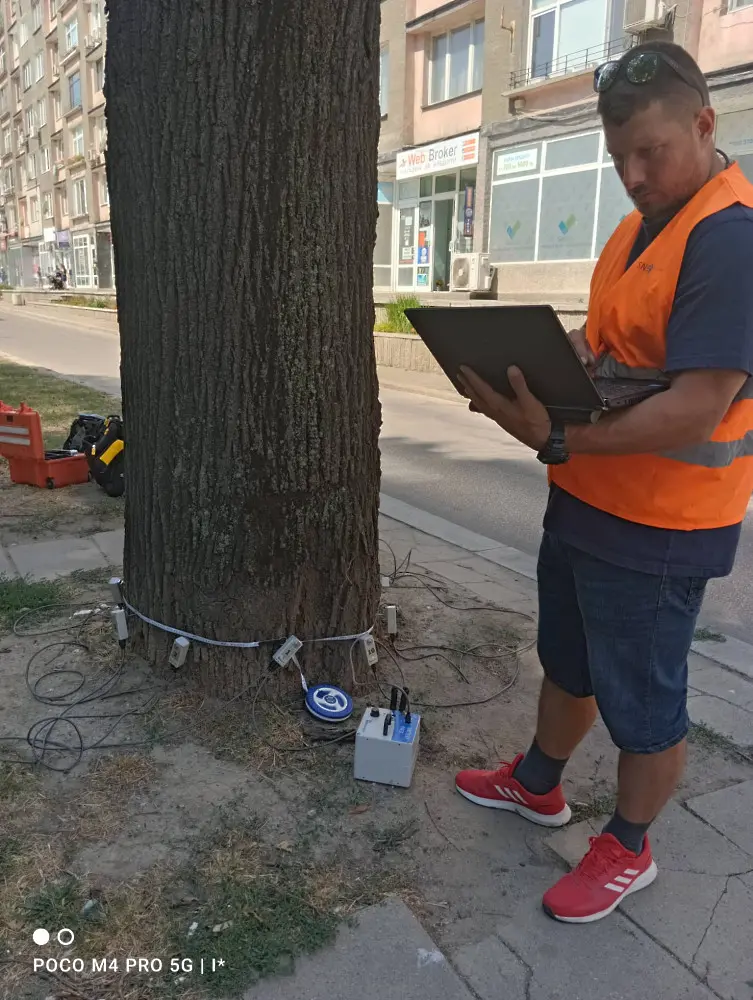 Опасните разклонения на липата в зеления остров на ул. "Скобелевска" ще бъдат премахнати на 28 юни