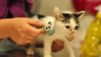 Лицензирана фирма ще извършва ветеринарномедицинска обработка на котки в  Мездра