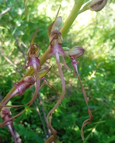 Тревиста орхидея  -  красивото планинско растение в ПП 