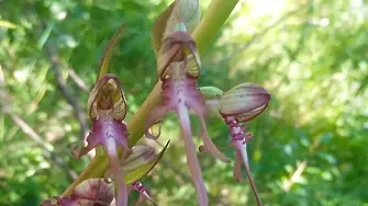 Тревиста орхидея  -  красивото планинско растение в ПП 
