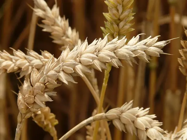 Украйна подготвя износа на зърно