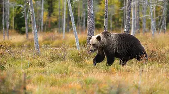 Отстреляха мечка, извършила 12 нападения в Смолянско