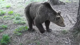 Сигнал за мечка, влязла в двор на къща в Смолян и тропала по вратата, проверявали от РИОСВ – Смолян 