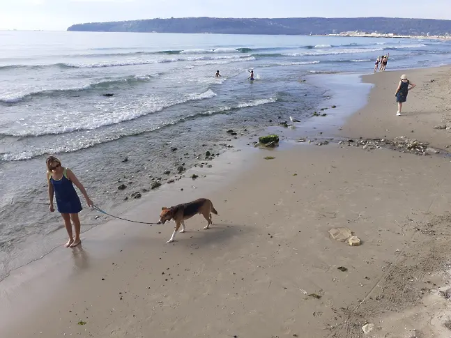 Забраняват разхождането на кучета по плажовете във Варна през лятото