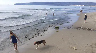 Забраняват разхождането на кучета по плажовете във Варна през лятото