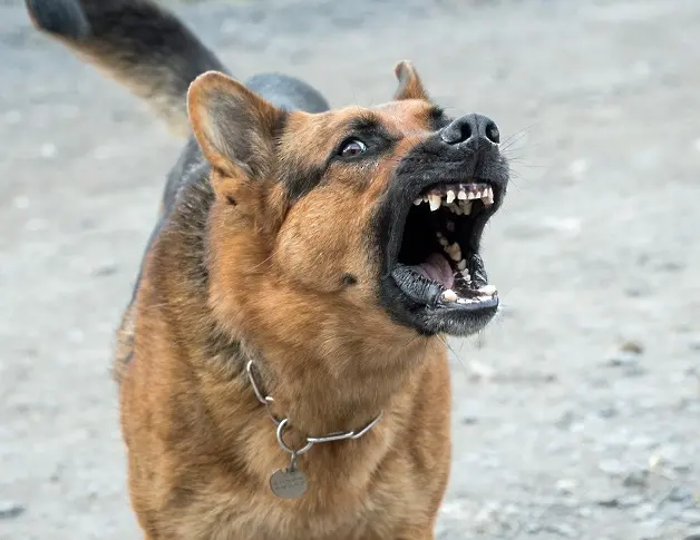 Община Велинград ще плати 5000 лева на дете, нападнато от глутница кучета