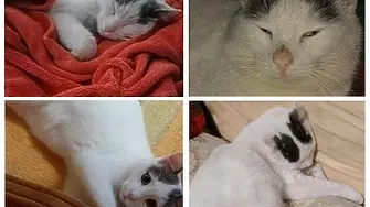 Коте избяга от ветеринарна клиника във Враца