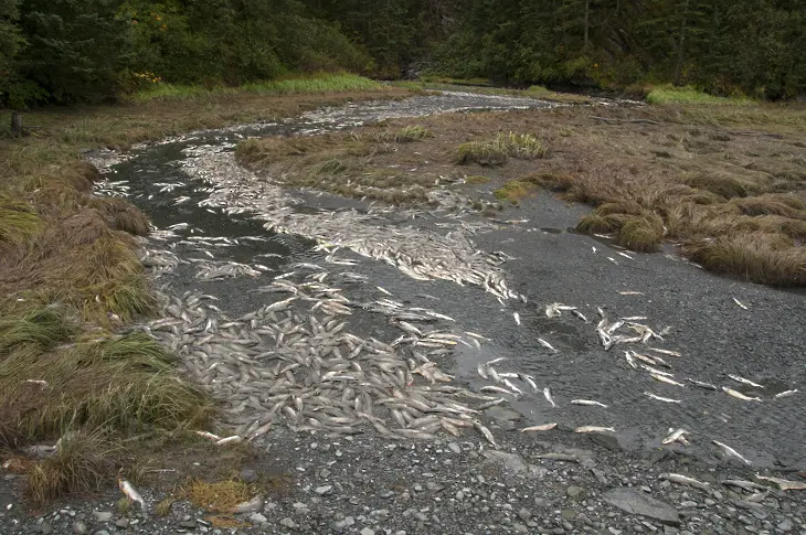 Тонове мъртва риба в река Одер