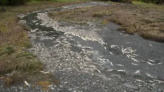 Тонове мъртва риба в река Одер