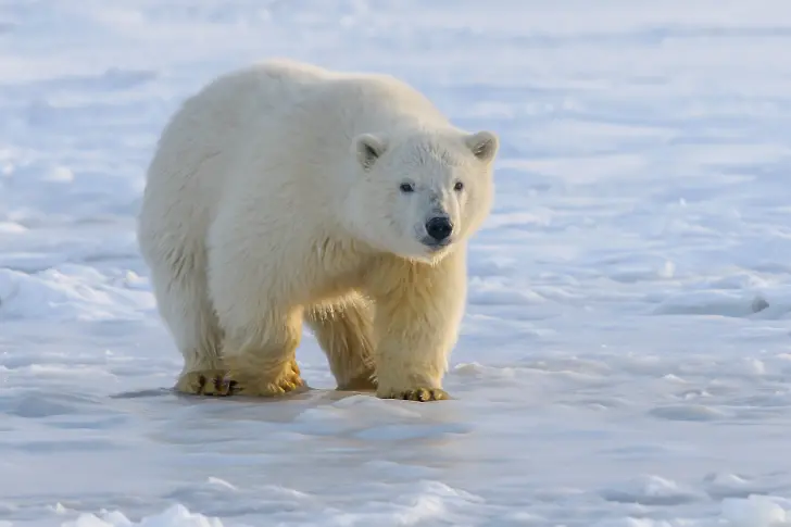 Отстреляха полярна мечка, нападнала туристка в Норвегия