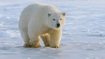 Отстреляха полярна мечка, нападнала туристка в Норвегия