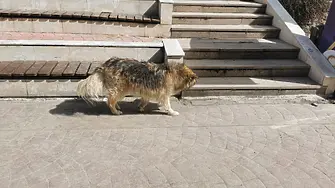 Община Смолян си преброи безстопанствените кучета