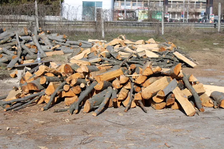Земеделският министър забрани износа на дървесина за три месеца