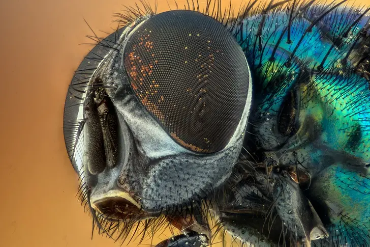 3D камера с очи на насекоми открива скрити обекти