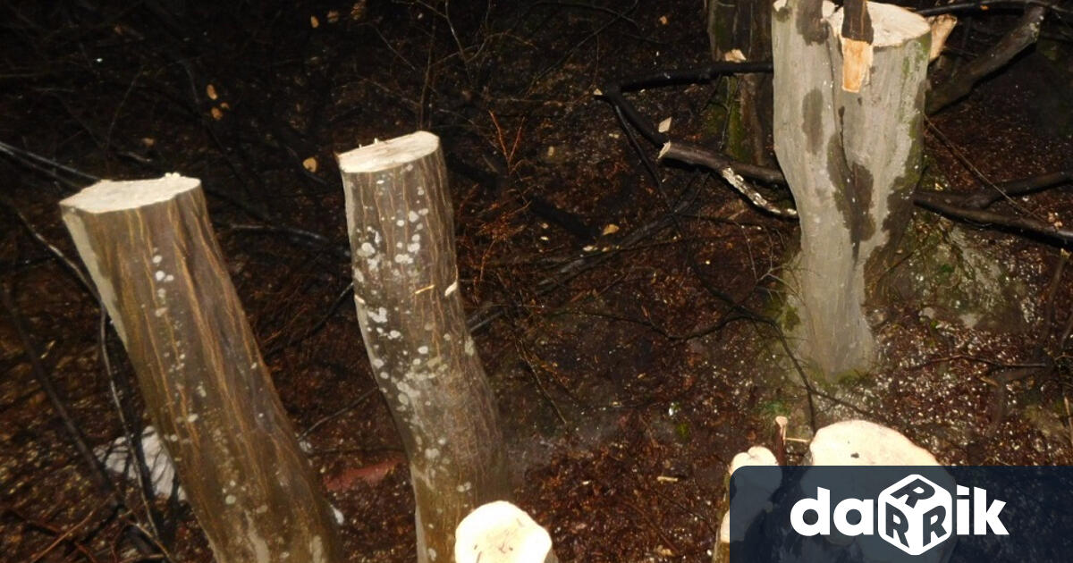 Проверка за незаконен добив на дървесина е започнала в РУ