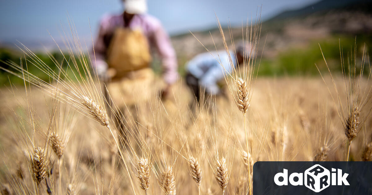 Есенната реколта в Китай е под сериозна заплаха заради високите