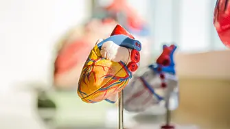 Кардиолози изследват нова хипотеза за въздействието на Ковид-19 върху сърцето