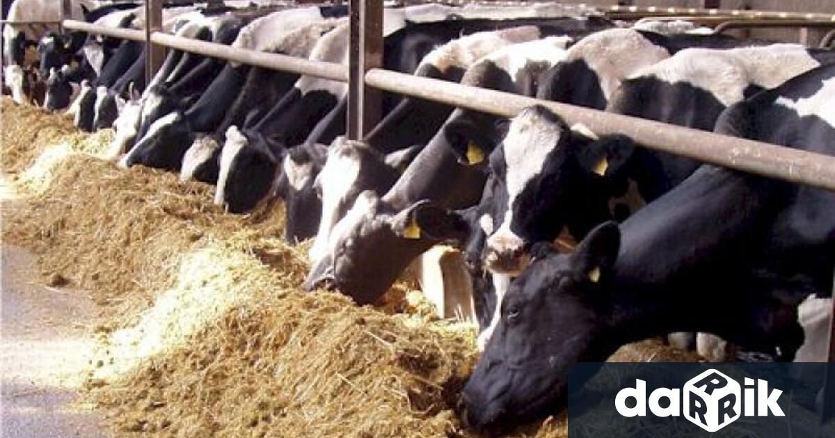 Откраднаха чувал жито и чувал с царевично брашно от кравеферма