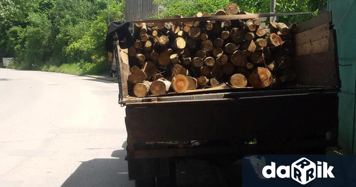 Общо 13 кубика дъб и цер без контролна горска марка