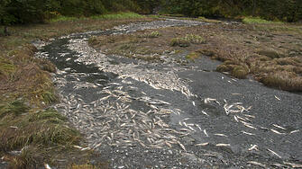 Най малко 300 тона мъртва риба са били извадени от река