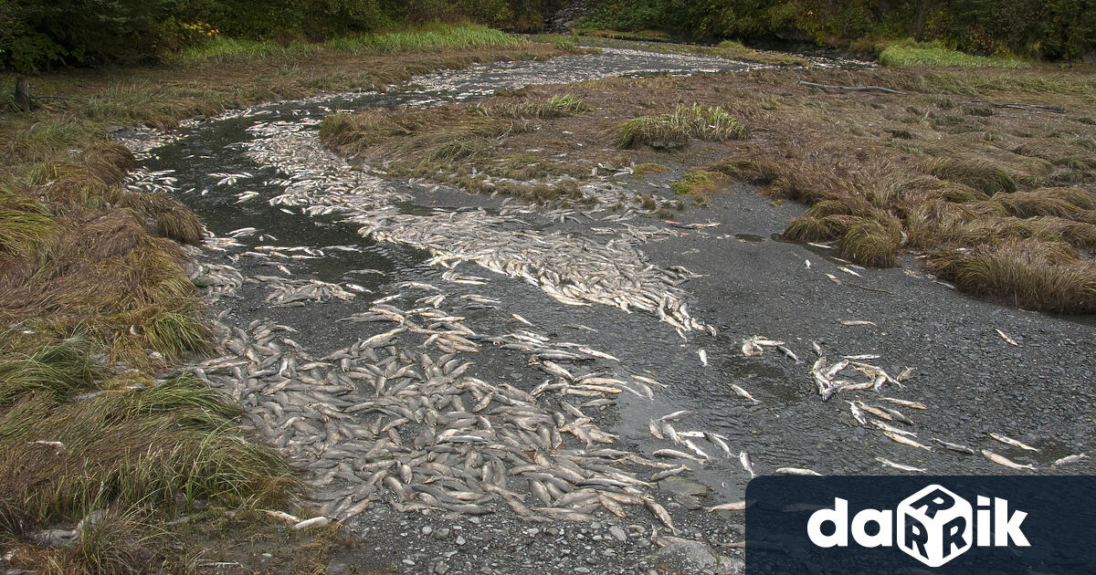 Най-малко 300 тона мъртва риба са били извадени от река